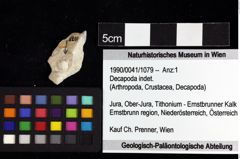 Foto (Objket + Etiketten) von Decapoda indet. 